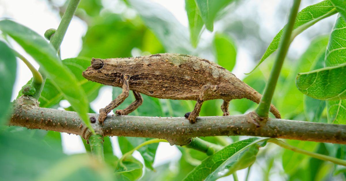 A chameleon blends into a leafy environment, showcasing natural camouflage on a branch.
